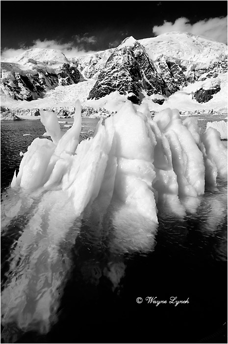 Paradise Bay Antarctic Peninsula 110 BW by Dr. Wayne Lynch ©